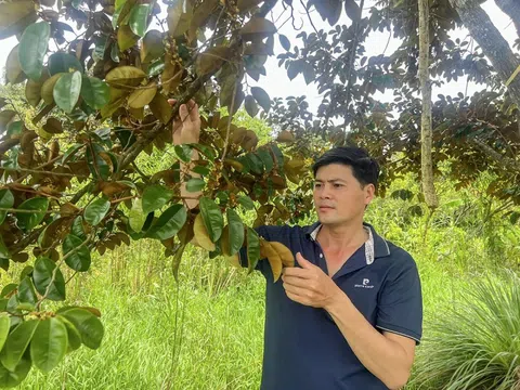 Bỏ chôm chôm, trồng vú sữa tím: Nông dân Cần Thơ thu hơn 300 triệu đồng mỗi năm