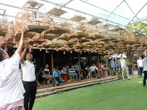 Nuôi nhốt không phép, thi chim tiền tỷ: thú chơi chim cảnh đang đi về đâu?