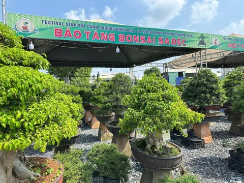Bảo tàng Bonsai Sa Đéc – Dấu ấn lan tỏa tại Festival Sinh vật cảnh & Cây xanh Di sản lần III