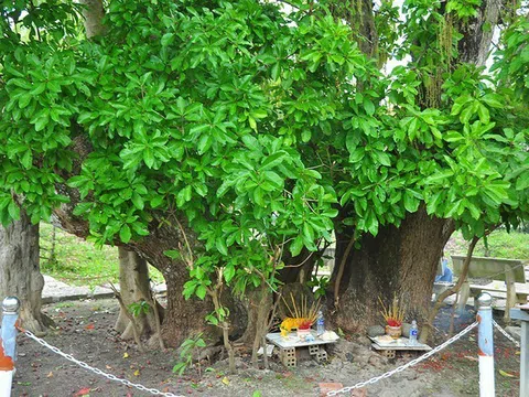 Cây di sản ở Cần Thơ: Gắn bảo tồn thiên nhiên với phát triển du lịch cộng đồng