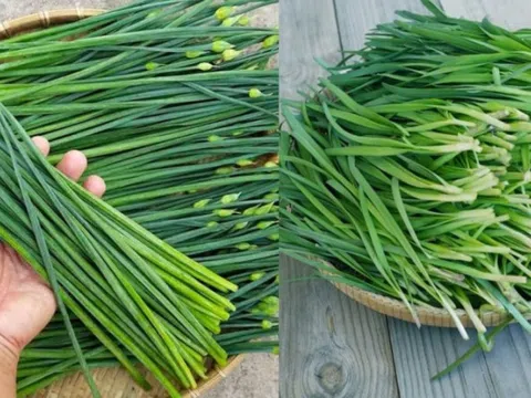 Loại rau dân dã người Việt ăn hàng ngày nhưng ít ai biết tác dụng với nam giới