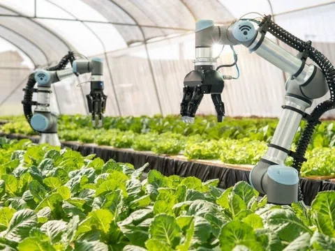 Hà Nội đặt mục tiêu đến năm 2030: 50% vùng sản xuất nông nghiệp tập trung ứng dụng IoT