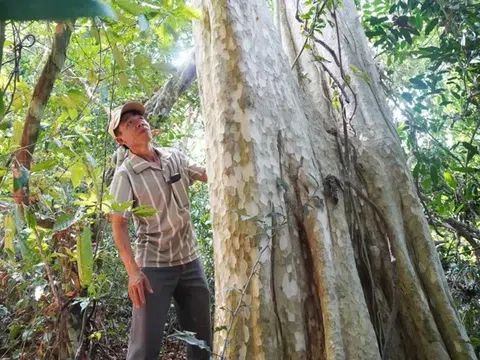 Ngôi làng ở Gia Lai giữ khu rừng cổ thụ hàng trăm năm giữa vùng bán sơn địa