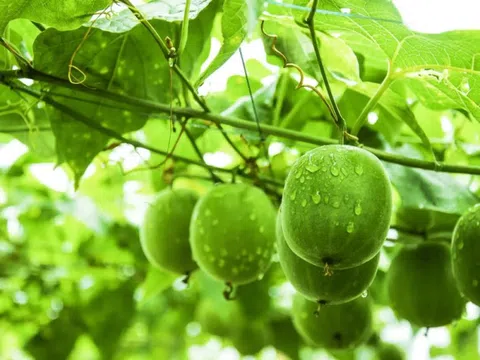 Loại quả “ngọt hơn đường” nhưng không calo và công dụng tuyệt vời với sức khỏe