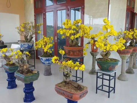 Theo dấu mai vàng: Truyền thuyết Chế Mân - Huyền Trân và rừng mai Bình Thuận nghìn năm