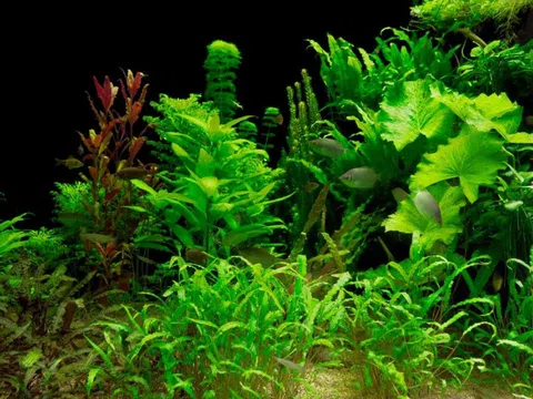 Ánh sáng, CO₂ và dinh dưỡng: “Tam giác quyền lực” quyết định vẻ đẹp bể thủy sinh