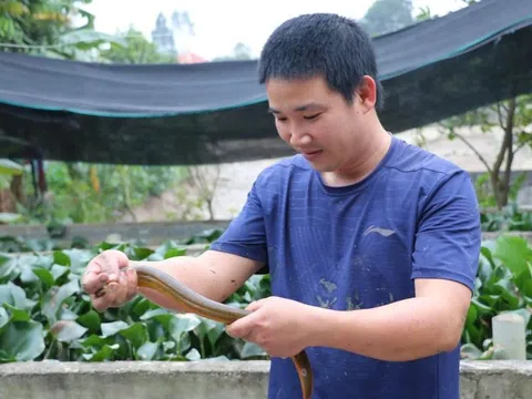 Nuôi lươn không bùn, hướng đi hiệu quả của nông dân Nghệ An