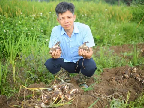 Người "thuần hóa" thủy tiên trên đất Việt: Hành trình vượt qua điều không tưởng