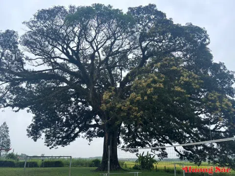 Hà Tĩnh: Giữ hồn làng quê qua cây trôi di sản 800 năm tuổi