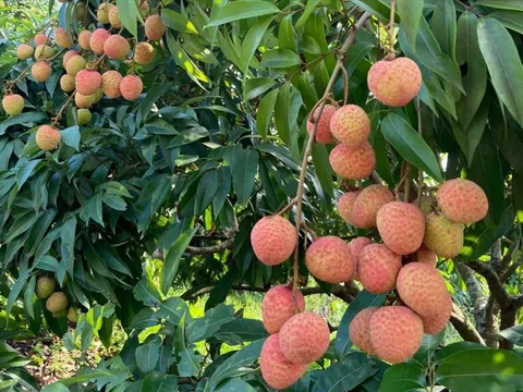 Mất mùa vải thiều, Hải Phòng lấy chất lượng bù sản lượng