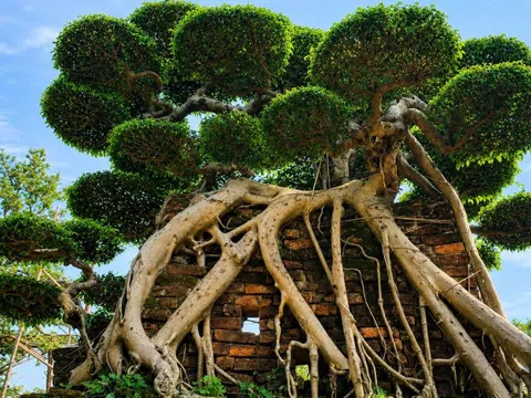Từ Vị Khê đến Sa Đéc: Hành trình hình thành bản đồ kinh tế cây cảnh Việt Nam