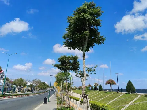 Cẩm lai rừng – Từ loài gỗ quý hiếm đến cây công trình xanh cho đô thị