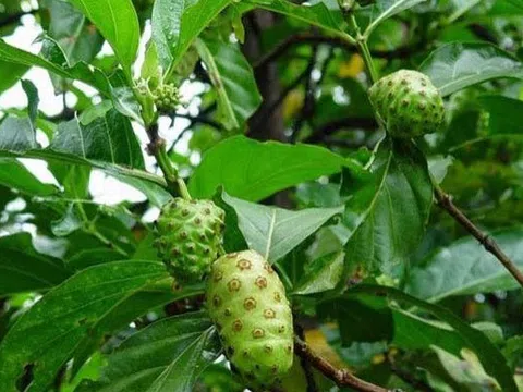 Từ món rau quê đến vị thuốc dân gian: Lá nhàu có công dụng ra sao?
