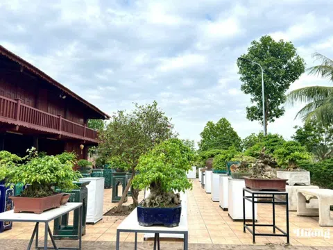 Nhà vườn Minh Hạnh: Chọn lối đi riêng để giữ hồn bonsai Việt