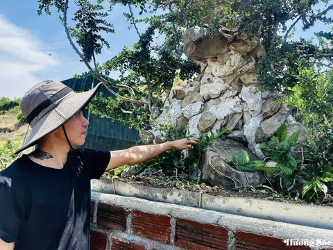 Nguyễn Ngọc Phụng - chàng trai 9X đam mê những cây duối cổ thụ