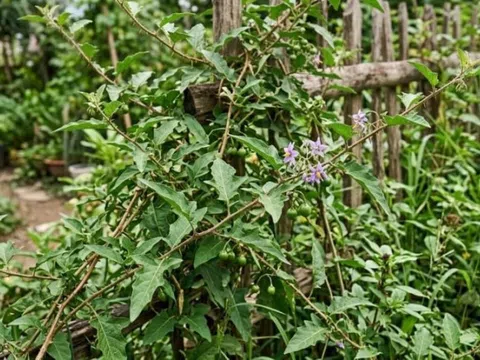 Loại lá mọc đầy vườn nhưng nhiều người bỏ qua: Đun nước uống đúng cách có thể hỗ trợ gan hoạt động khỏe hơn
