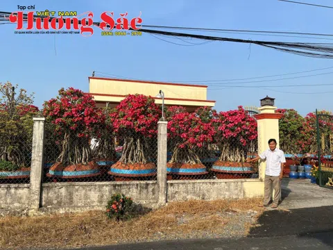 Mười Cảng: Người thổi hồn vào những gốc sứ Tây Ninh