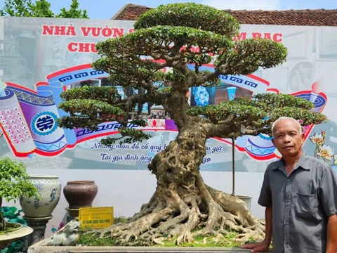Cây cảnh và cơn sốt định giá: Điều đáng lo không phải là những giao dịch tiền tỷ