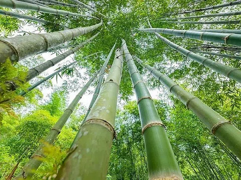 Sơn La muốn biến 143.000 ha rừng tre nứa thành chuỗi giá trị xanh