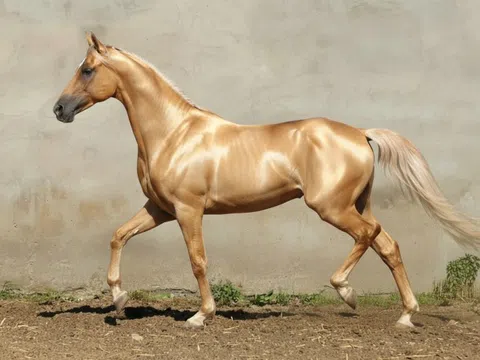 Akhal-Teke: chiến mã nghìn năm tuổi khiến giới siêu giàu trên thế giới mê mẩn