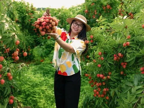 Bắc Ninh kích hoạt mùa vải 2026, đưa livestream vào tận vùng trồng