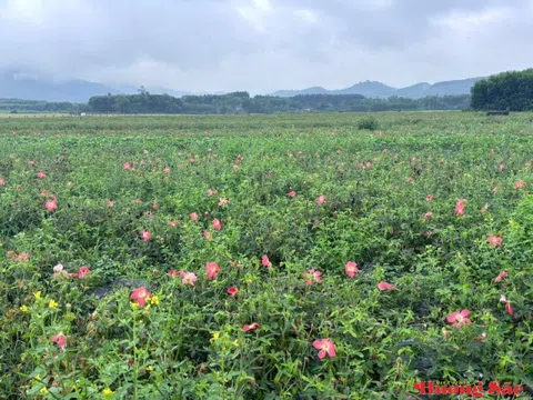 Sâm Bố Chính: Hướng đi mới trong chuyển đổi cơ cấu cây trồng tại Hà Tĩnh