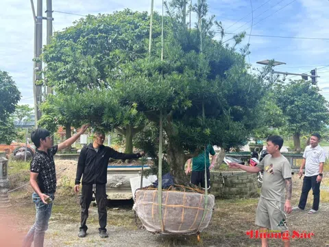 Hà Tĩnh: Khám phá vườn bonsai tùng La Hán bạc tỷ giữa phố