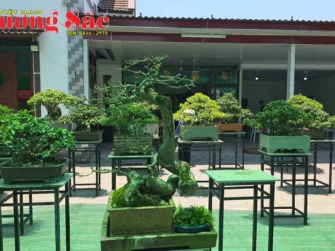 Thái Nguyên thành lập Câu lạc bộ Bonsai, ra mắt không gian kết nối người yêu cây cảnh