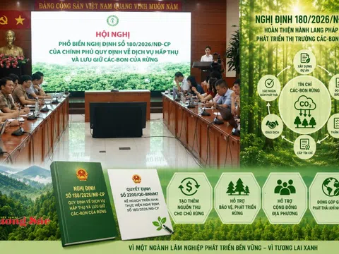 Triển khai Nghị định 180: Hoàn thiện hành lang pháp lý cho thị trường các-bon rừng Việt Nam