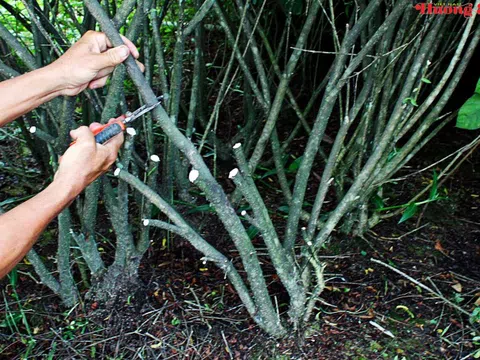 Hướng dẫn kỹ thuật giâm cành hiệu quả, tỷ lệ sống cao