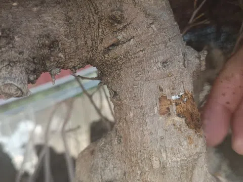 Nghệ nhân và chuyên gia lên tiếng về kỹ thuật chăm sóc cây lên đá sau vụ việc cây cảnh bị chết