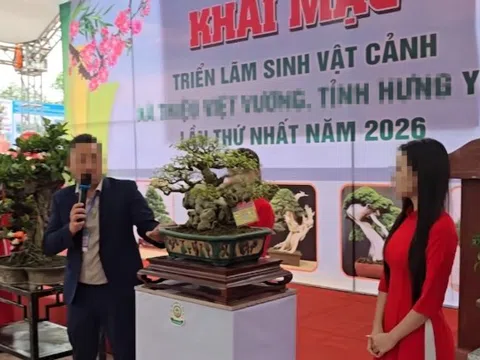Góc nhìn chuyên gia: Rủi ro pháp lý từ các phiên đấu giá cây cảnh nghệ thuật