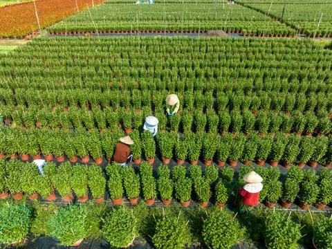 Phát triển hoa, cây kiểng TP.HCM gắn với OCOP và du lịch
