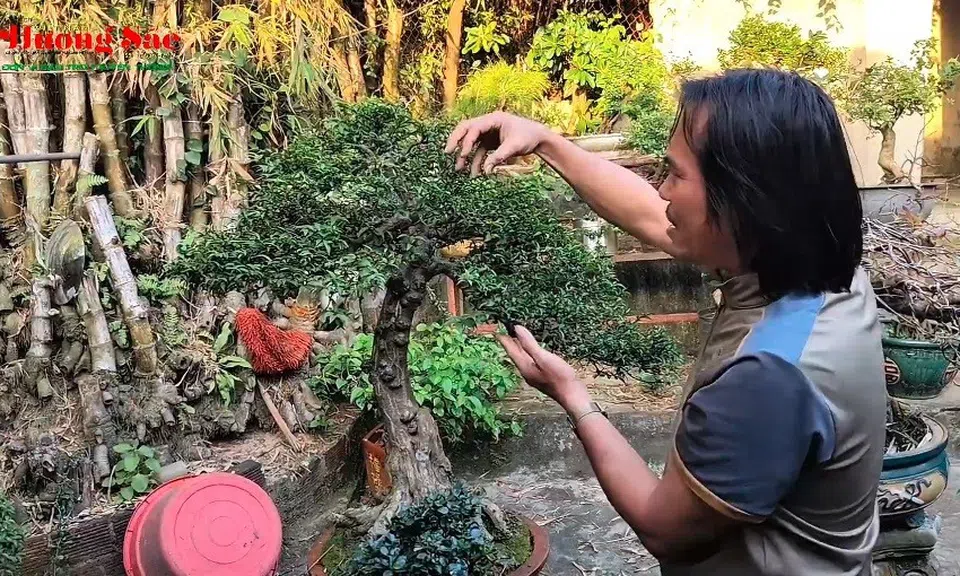 Chia sẻ về cây sam núi trái với Giám đốc Bảo tàng tỉnh Quảng Ngãi