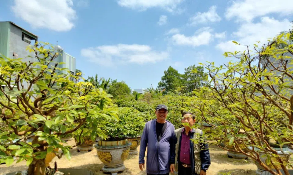 Mai vàng Dương Sơn: Bản sắc “di sản xanh” giữa lòng Đà thành