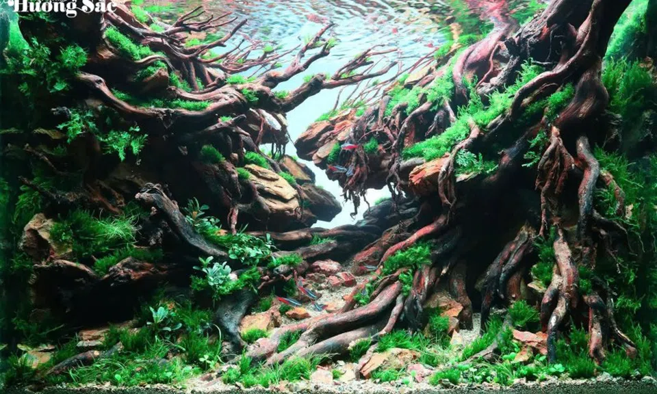 Nghệ thuật thủy sinh – khi đam mê đủ chín