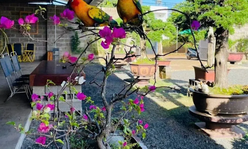 Lê Trung và nghệ thuật "hóa giải" bản năng hoang dã trong thú chơi vẹt cảnh