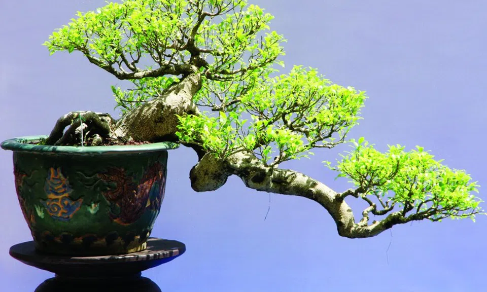 Nghệ nhân Quách Phục và hành trình “Việt hóa” nghệ thuật Bonsai